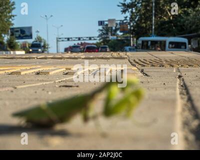 Silhouette einer Mantis auf dem Hintergrund einer Straße mit Autos Stockfoto