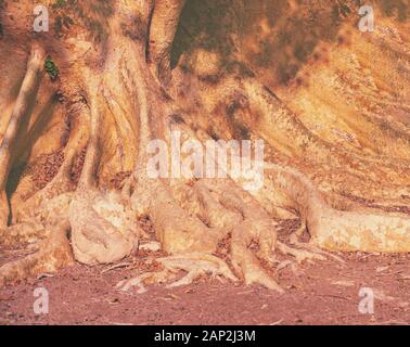 Stamm und Wurzeln des Ficus Sycomorus (Sycamore fig) Baum. Natur Hintergrund Stockfoto