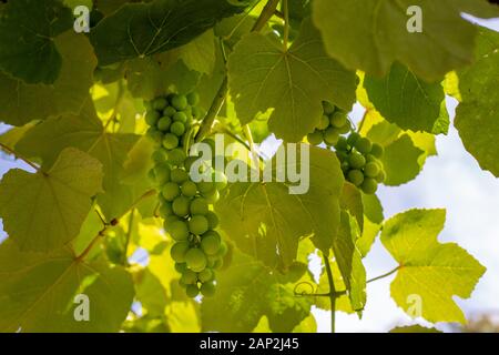 Bündeln der grüne Trauben hängen unter den Weinreben auf einem Gitter in einem Garten in Christchurch, Neuseeland Stockfoto