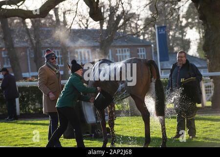 Ascot, Berkshire, Großbritannien. 18 Jan, 2020. Ein Pferd kühlt sich ab, nachdem der Streichholzbriefchen Holloway Handicap Hurdle Race (Klasse 1). Credit: Maureen McLean/Alamy Stockfoto