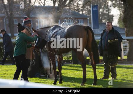 Ascot, Berkshire, Großbritannien. 18 Jan, 2020. Ein Pferd kühlt sich ab, nachdem der Streichholzbriefchen Holloway Handicap Hurdle Race (Klasse 1). Credit: Maureen McLean/Alamy Stockfoto