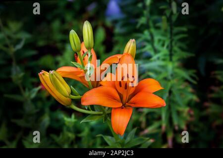 Orangefarbene Lilienblüte, Nahaufnahme. Stockfoto
