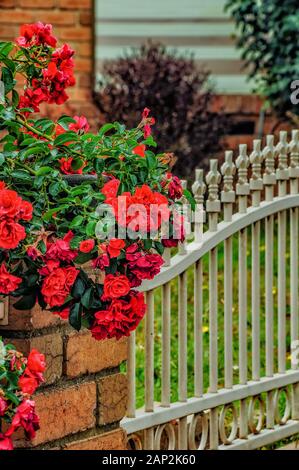 Eine Bush von roten Rosen in der Nähe von einem schönen Zaun im Garten wächst. Stockfoto