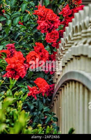 Eine Bush von roten Rosen in der Nähe von einem schönen Zaun im Garten wächst. Stockfoto