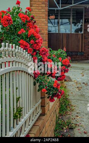 Eine Bush von roten Rosen in der Nähe von einem schönen Zaun im Garten wächst. Stockfoto