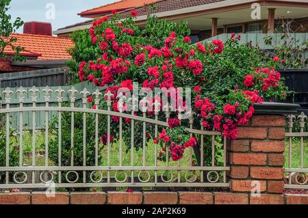 Eine Bush von roten Rosen in der Nähe von einem schönen Zaun im Garten wächst. Stockfoto