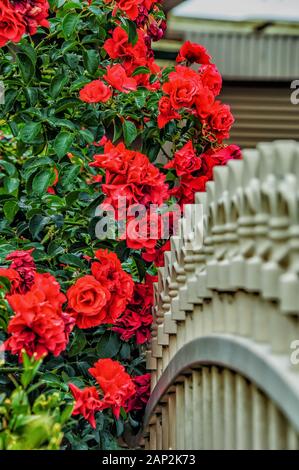 Eine Bush von roten Rosen in der Nähe von einem schönen Zaun im Garten wächst. Stockfoto