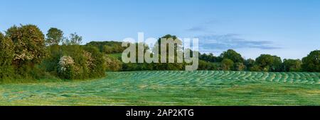 Feld von gemähtes Gras in der untergehenden Sonne. Stockfoto