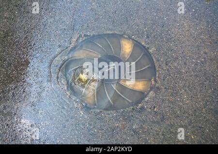 Kanalisation Klappe auf der Straße von er fließt Wasser Stockfoto