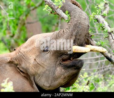 Nahaufnahme des jungen Stielefanten, der seine Tusken zeigt. (Loxodonta africana) Stockfoto