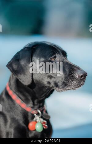 Schwarzer Hund im Freien in der Sonne Stockfoto
