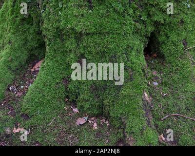 Bemoosten Baumstamm Hintergrund mit Kopie Raum Stockfoto