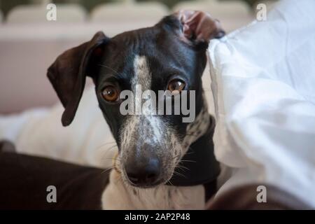 Die kleine Greyhound aus seinem Bett beobachtet die Welt um ihn herum und Wunder Stockfoto