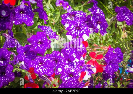 Violett Petunie spritzte mit weißen bilden eine center-Stück in städtischen Blumenschmuck in Großbritannien Stockfoto