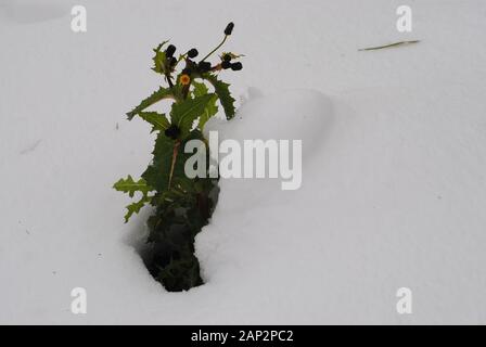 Löwenzahn, dass der Schnee survided Stockfoto