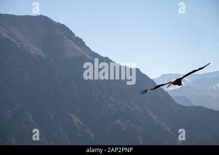 Ein Kondor, der hoch über den canyon von colca fliegt Stockfoto