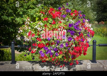 Petunien und Begonien bilden die maain floral Inhalt dieser hübschen Pflanzmaschine im Zentrum von Calne in Wiltshire England Großbritannien Stockfoto