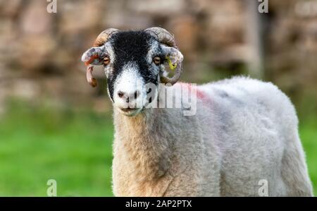 Swaledale ewe oder weibliche Schafe geschoren Fleece im August. Close Up, vorwärts gerichtet. Unscharfer Hintergrund. Swaledale Schafe sind ein Eingeborener, hardy Rasse Stockfoto