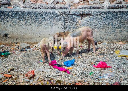 Sind eine Gruppe von kleinen, rosa Schweine auf der Suche nach Nahrung am Boden auf der Insel Fadiouth in Senegal, Afrika. Es ist Müll herum. Es ist der einzige Ort in Stockfoto