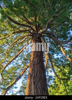 Ansicht von unten ein Redwood (Sequoia) Stockfoto