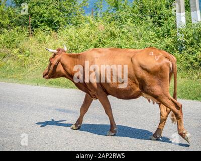 Eine Kuh geht auf die Straße Stockfoto