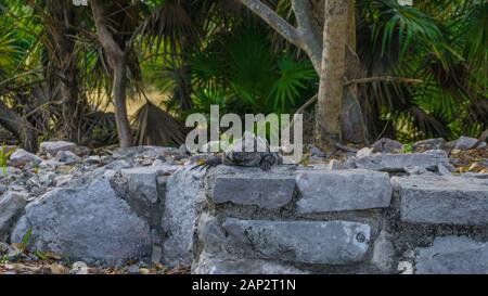 Iguana vor der Maya Ruinen in Tulum, Yucatan, Mexiko Stockfoto