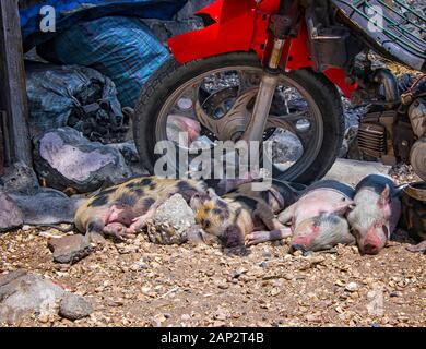 Eine kleine rosa Schweine schlafen im Schatten einer alten Motorrad auf dem Boden von Muscheln auf der Insel Fadiouth in Senegal, Afrika. Es ist der einzige Ort Stockfoto