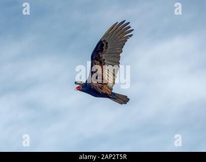 Truthahngeier (Cathartes Aura) fliegen hoch in den Sepulveda Wildlife Sanctuary CA USA Stockfoto