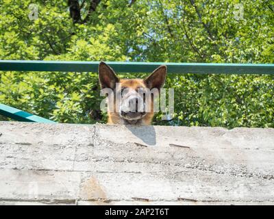 Deutscher Schäferhund bewacht den Hof Stockfoto