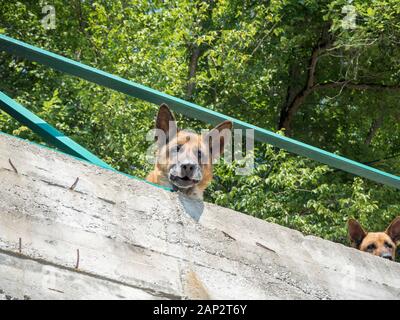 Deutscher Schäferhund bewacht den Hof Stockfoto