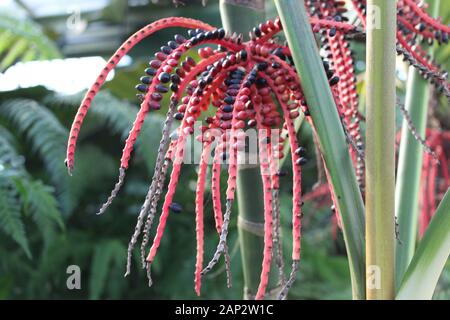 Ungewöhnliche rote und schwarze Samen auf einer winterblühenden Pflanze im Princess of Wales Conservatory, Kew Gardens. Stockfoto