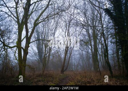 Ein nebeliger Wintermorgen im magischen Wald in Staffordshire. Stockfoto