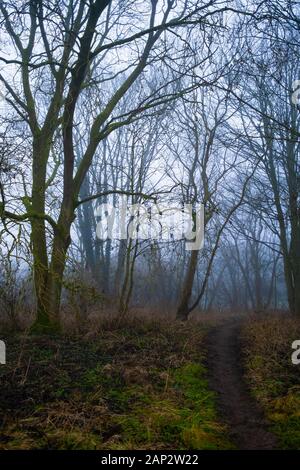 Ein nebeliger Wintermorgen im magischen Wald in Staffordshire. Stockfoto