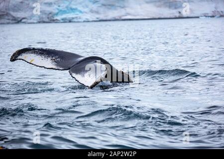 Antarktis Zwergwal (Balaenoptera bonaerensis). Dieser Wal ist in der südlichen Hemisphäre finden, verbringen den Winter in tropischen Gewässern und Migrieren Stockfoto