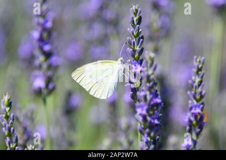 Kohl Weiß (Pieris brassicae) Schmetterling ruht auf einem blühenden Lavendel Bush. Auf den Golanhöhen, Israel fotografiert. Stockfoto