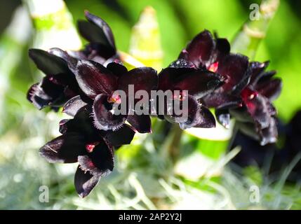 Einzigartige dunkle Blume von SVO Nach Orchideen aus dunkler schwarzer Perle Stockfoto