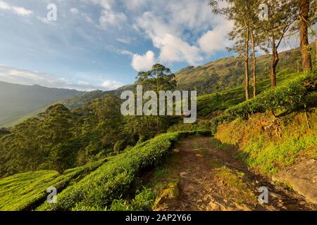 Schöner Blick auf die Teeplantage in der Nähe von Munnar in Kerala, Südindien am sonnigen Tag Stockfoto