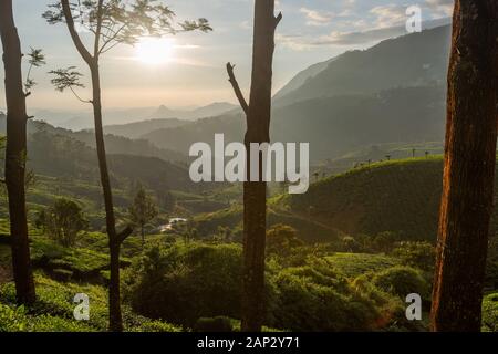 Schöner Blick auf die Teeplantage in der Nähe von Munnar in Kerala, Südindien am sonnigen Tag Stockfoto