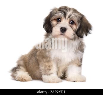 Cute sitzen kleine Havaneser Welpe Hund - auf weißem Hintergrund Stockfoto