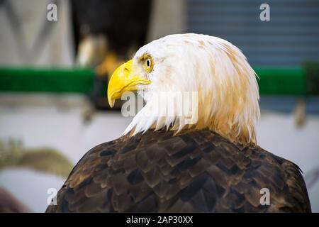 Weißkopfseeadler close-up vor blauem Hintergrund, nicht gefangen. Stockfoto