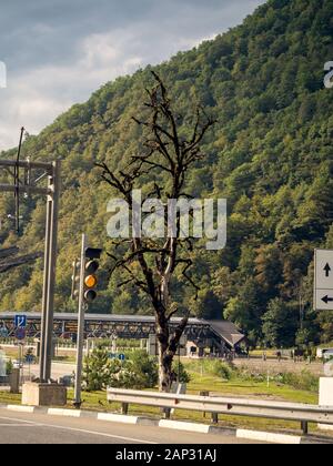 Trockenen Baum in der Nähe der Fahrbahn Stockfoto