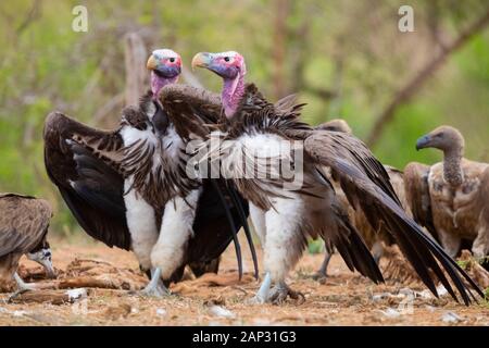 Lappet-faced Geier (Torgos tracheliotos), zwei Erwachsene auf den Boden unter anderem Geier, Mpumalanga, Südafrika Stockfoto