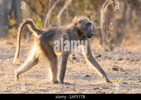Kap Paviane (Papio ursinus), Seitenansicht eines männlichen Erwachsenen wandern, Mpumalanga, Südafrika Stockfoto