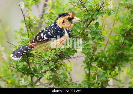 Crested Barbet (Trachyphonus Siamensis), Seitenansicht eines Erwachsenen in einem Busch, Mpumalanga, Südafrika Stockfoto