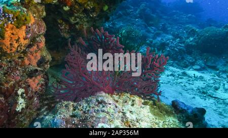 Red Sea Fan auf Rainbow Reef in Fidschi Stockfoto