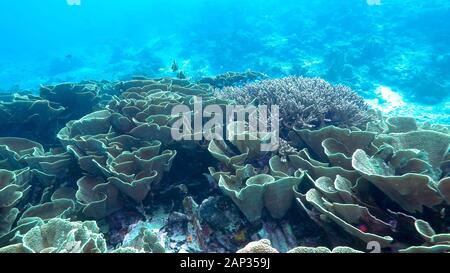 Ein Taucher schwimmt über Gelb blättern Coral bei Rainbow Reef in Fidschi Stockfoto