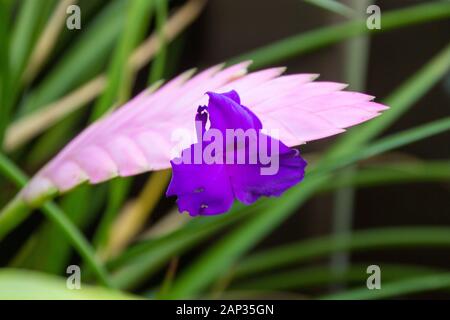 Rosa Feder Bromelie (Wallisia Cyanea) Blüte in der Blüte Stockfoto
