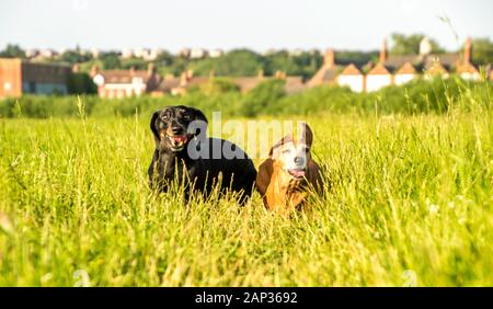 Eines der weltweit beliebtesten Hunderassen, die Minidachshund… sonst als die ausage Hund" bekannt Stockfoto