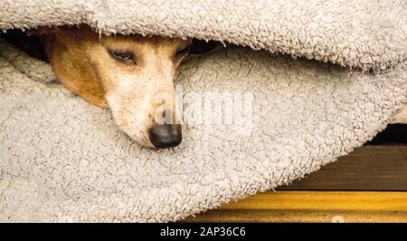 Eines der weltweit beliebtesten Hunderassen, die Minidachshund… sonst als die ausage Hund" bekannt Stockfoto