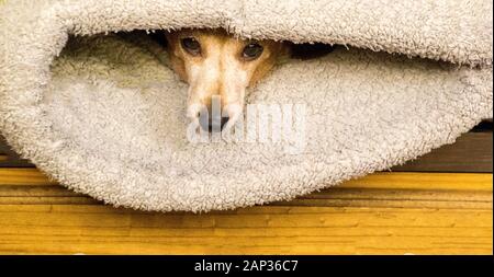 Eines der weltweit beliebtesten Hunderassen, die Minidachshund… sonst als die ausage Hund" bekannt Stockfoto